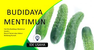 Bagaimana Cara Menanam Mentimun