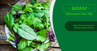 Budidaya Bayam Dari Biji