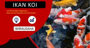 Budidaya Ikan Koi Dari Awal