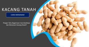 Budidaya Kacang Tanah