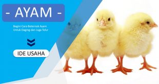 Budidaya dan Cara Beternak Ayam di Rumah
