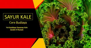 Cara Budidaya Kale dan Manfaat Bagi Tubuh