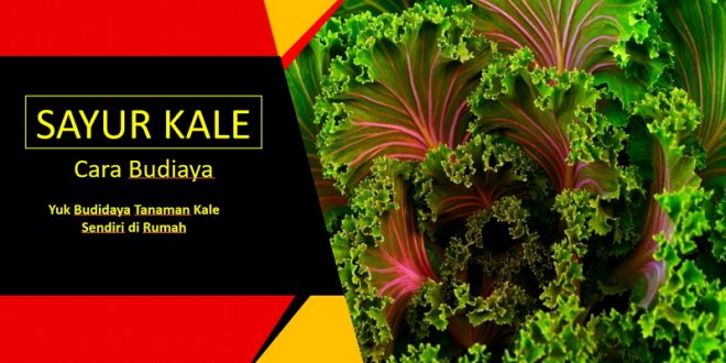 Cara Budidaya Kale dan Manfaat Bagi Tubuh