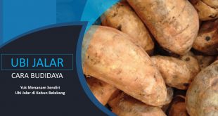 Cara Budidaya Ubi Jalar