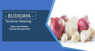 Cara Menanam Bawang Sendiri