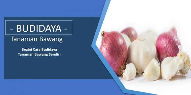 Cara Menanam Bawang Sendiri