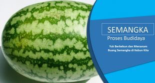 Cara Menanam Semangka Dari Biji
