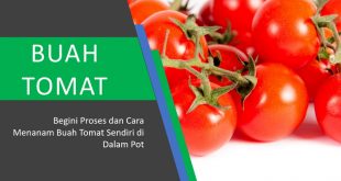 Cara Menanam Tomat Sendiri di Rumah