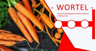 Cara Menanam Wortel Di Kebun