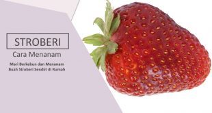 Cara Menanaman Stroberi Sendiri