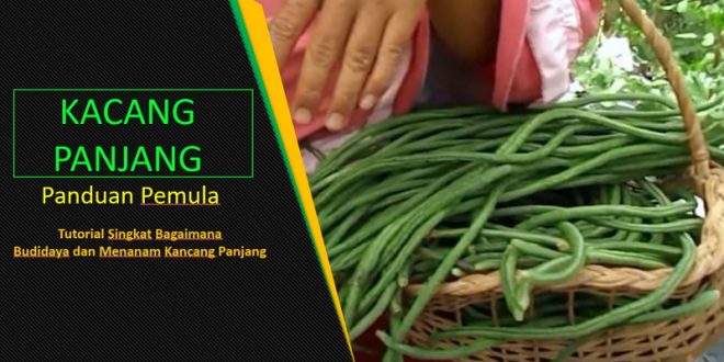 Budidaya Kacang Panjang di Kebun