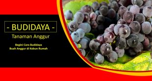 Menanam Anggur Sendiri