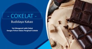 Mengenal Budidaya Kakao