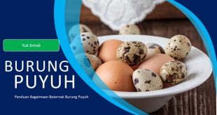 Bagaimana Beternak Burung Puyuh Untuk Telur dan Daging