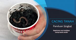 Bagaimana Cara Budidaya Cacing Tanah