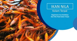 Panduan Singkat Budidaya Ikan Nila di Kolam Terpal