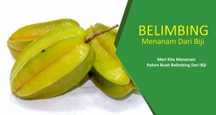 Cara Menanam Pohon Belimbing Dari Biji