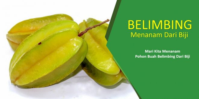 Cara Menanam Pohon Belimbing Dari Biji