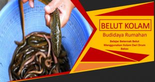 Panduan Bagaimana Budidaya Belut di Kolam