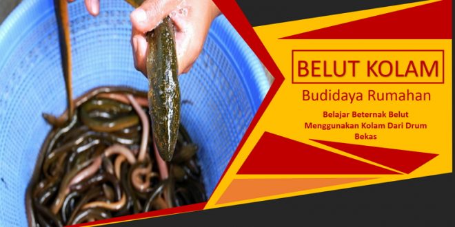 Panduan Bagaimana Budidaya Belut di Kolam