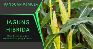 Mengapa Memilih Budidaya Jagung Hibrida