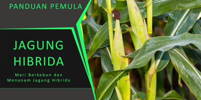 Mengapa Memilih Budidaya Jagung Hibrida