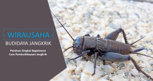 Budidaya Jangkrik Untuk Pakan Ternak