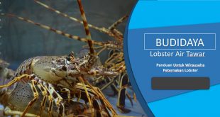 Cara Budidaya Lobster Air Tawar Untuk Pemula