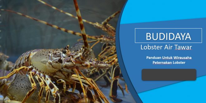 Cara Budidaya Lobster Air Tawar Untuk Pemula