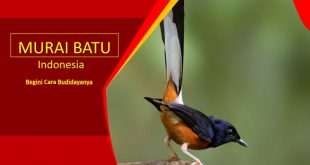 Budidaya Peternakan Murai Batu