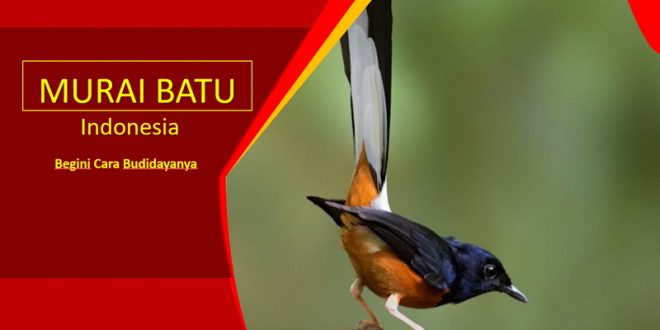 Budidaya Peternakan Murai Batu