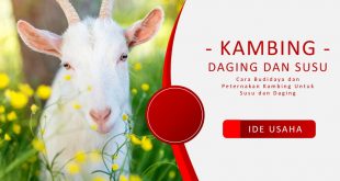 Budidaya dan Beternak Kambing