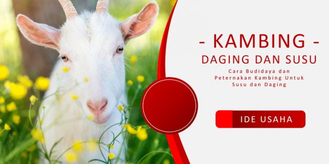 Budidaya dan Beternak Kambing