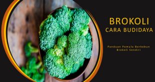 Cara Budidaya Brokoli
