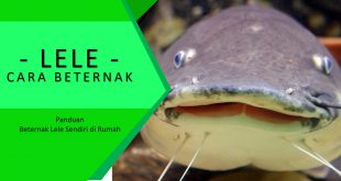 Cara Budidaya Ikan Lele dalam Drum