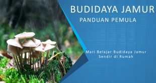 Cara Budidaya Jamur Sendiri