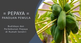 Cara Budidaya Pepaya Agar Cepat Berbuah