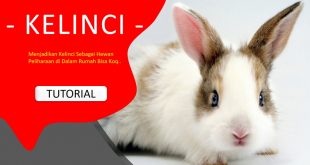 Cara Memelihara Kelinci