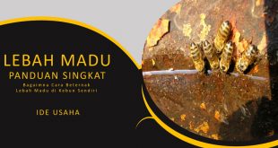 Panduan Pemula Budidaya Lebah Madu