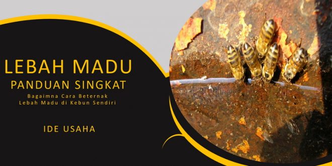 Panduan Pemula Budidaya Lebah Madu