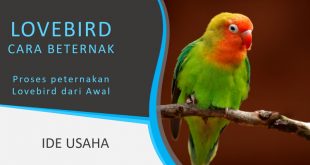 Bagaimana Cara Beternak Burung Lovebird