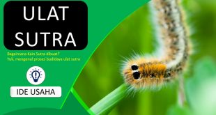 Mengenal Peternakan Ulat Sutra