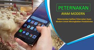 Rekomendasi Aplikasi Peternakan Ayam Modern
