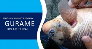 Begini Cara Budidaya Gurame di Kolam Terpal