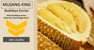 Budidaya Durian Musang King
