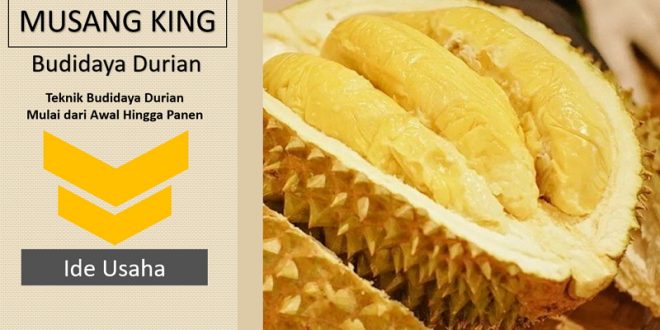 Budidaya Durian Musang King