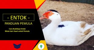 Budidaya Entok di Rumah