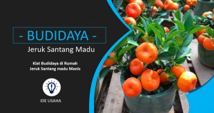 Budidaya Jeruk Santang madu