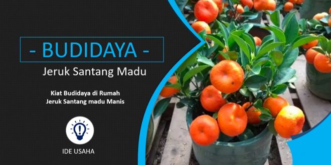 Budidaya Jeruk Santang madu