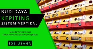 Budidaya Kepiting Bakau Dengan Sistem Verical Crab